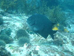 Image of New Zealand black angelfish