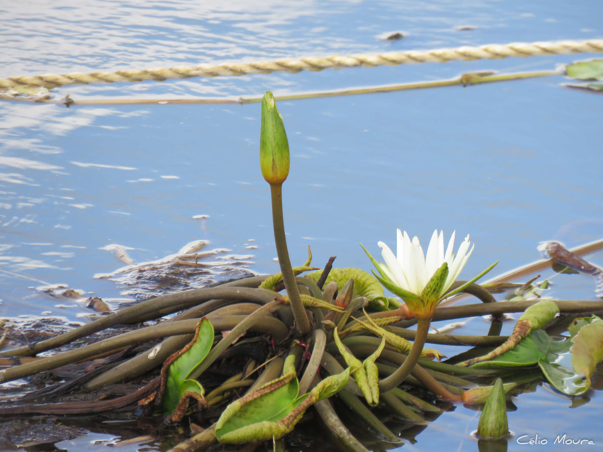 Imagem de Nymphaea pulchella DC.