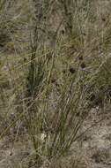 Image of Bobartia orientalis Gillett