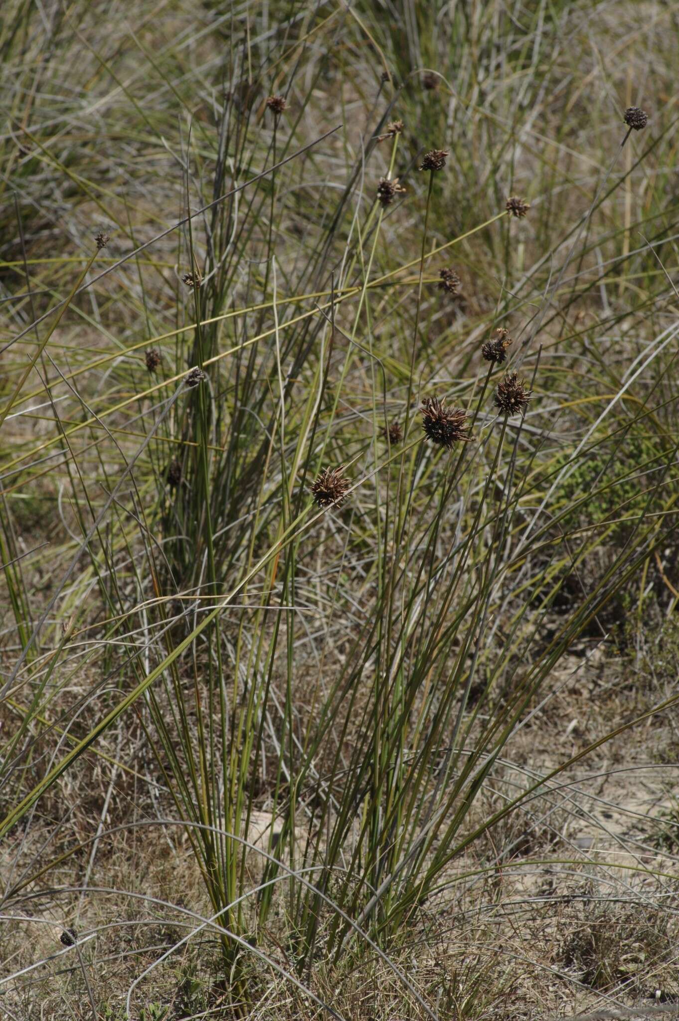 Image of Bobartia orientalis Gillett