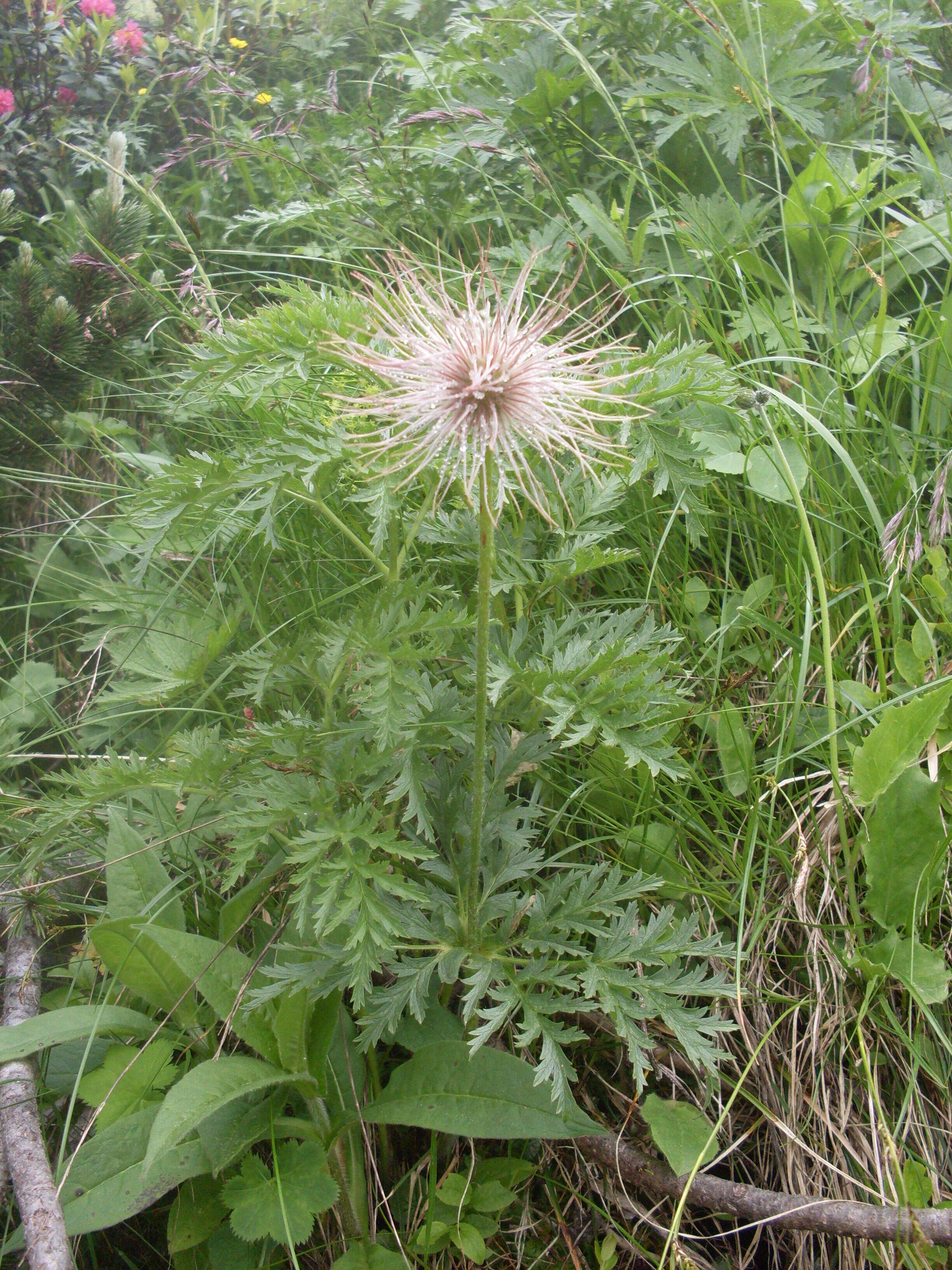 Image de Pulsatille des Alpes