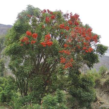 Erythrina falcata Benth. resmi