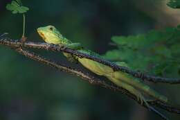 Image of Western Spiny-tailed Iguana