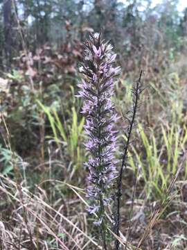 Слика од Liatris elegans (Walt.) Michx.