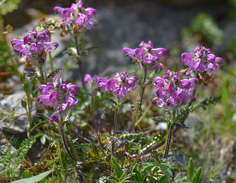 Image of Pedicularis crassirostris Bunge