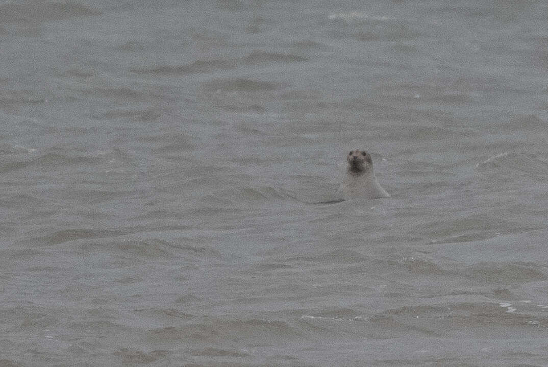 Image of bearded Seal
