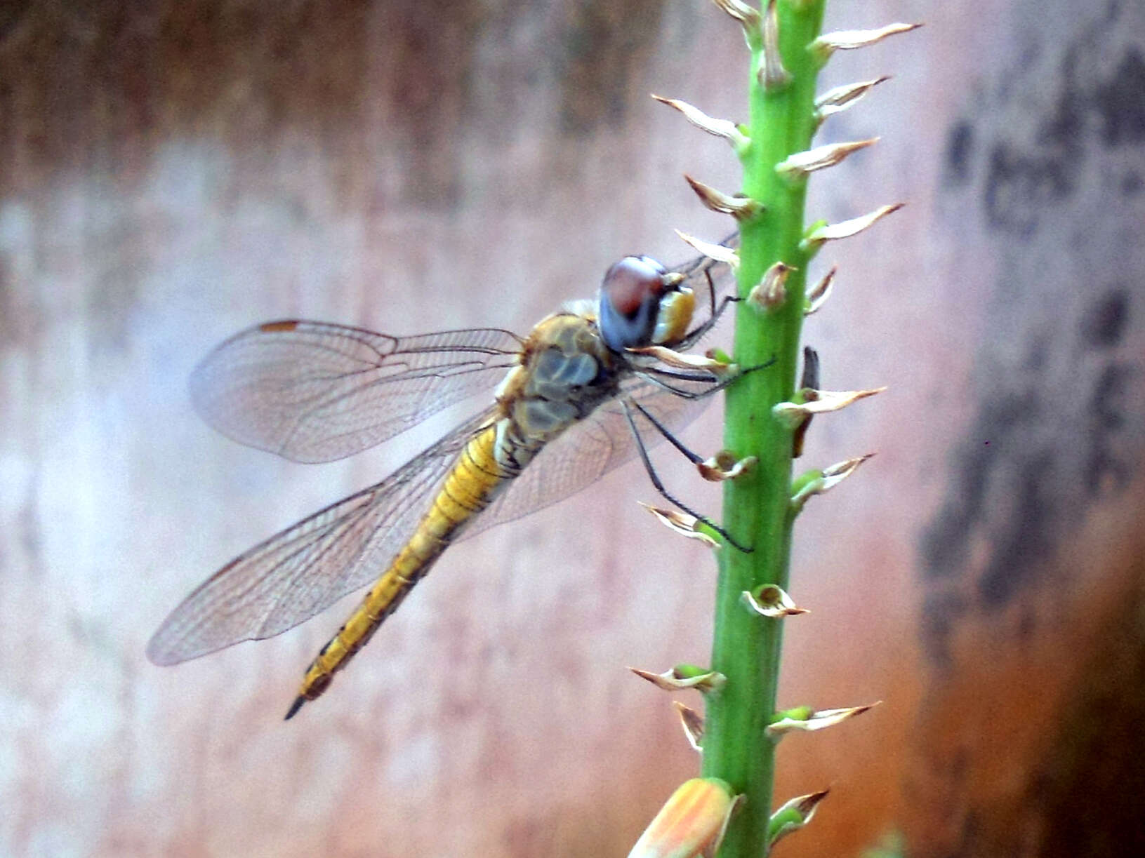 Image of Rainpool Gliders