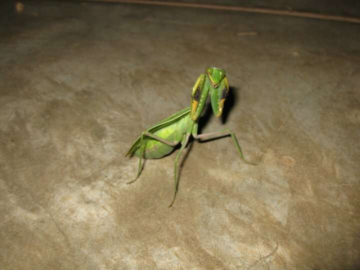 Image of African mantis