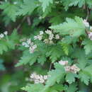 Image of laceshrub