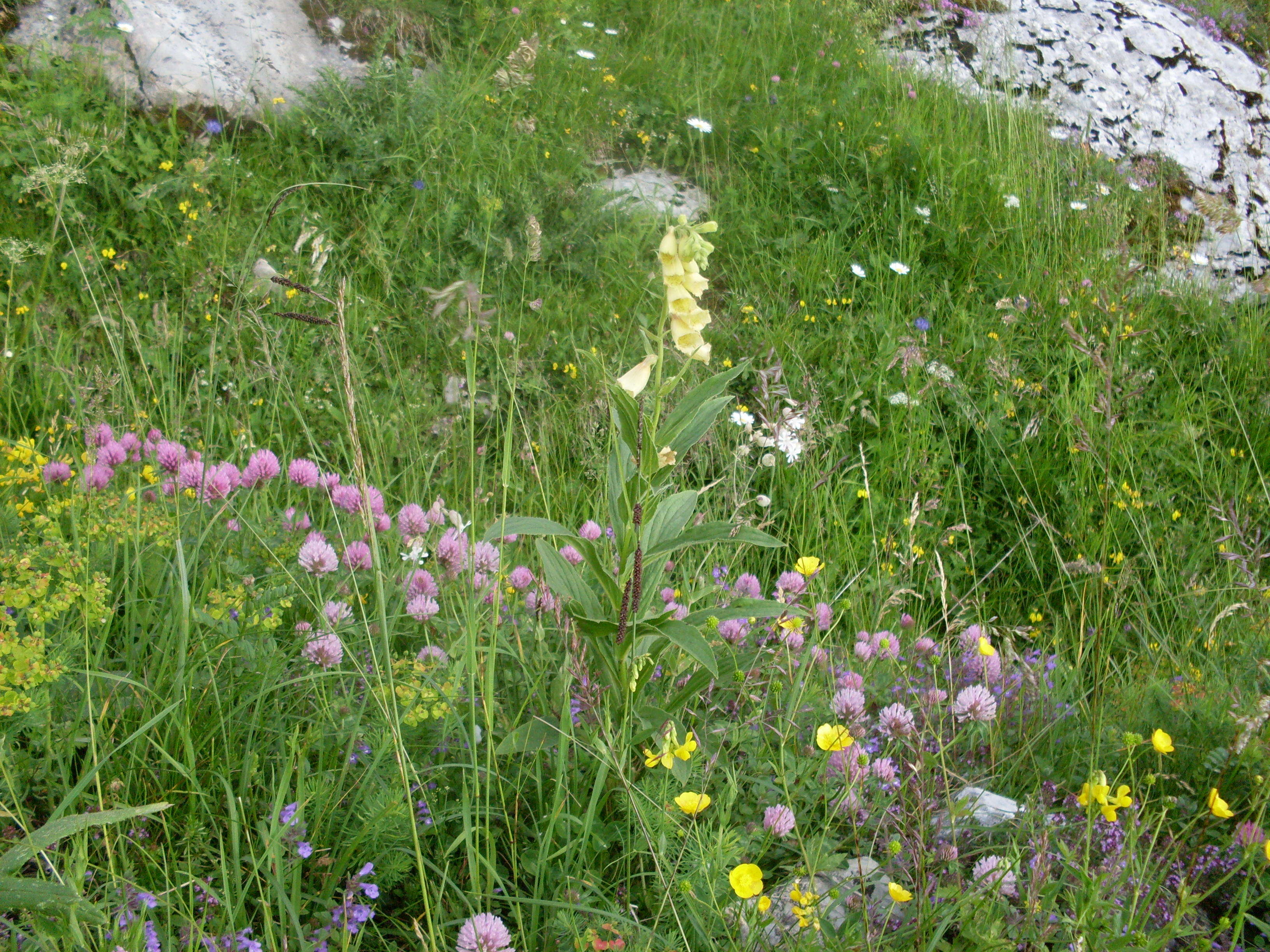 Imagem de Digitalis grandiflora Mill.