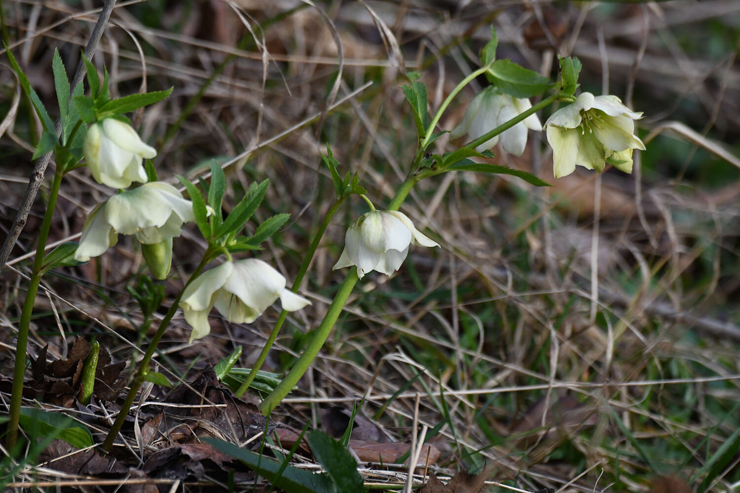 Image of Helleborus × hybridus H. Vilm.