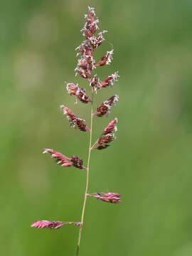 Plancia ëd Phalaris arundinacea L.