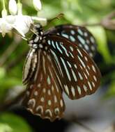 Image of Spotted Zebra Butterfly