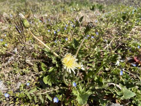 Image of Japanese dandelion