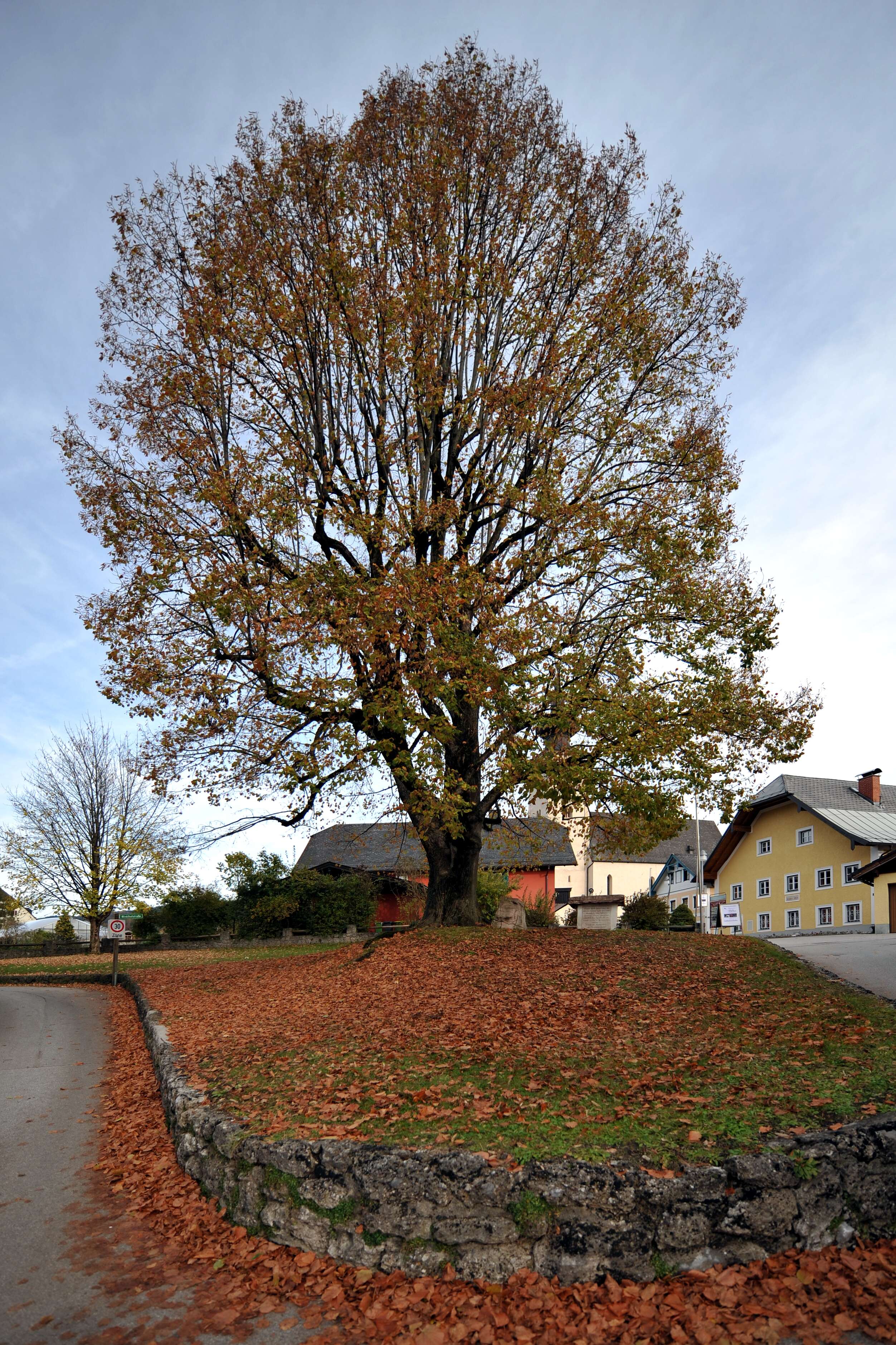 Image of Large-leaved Lime