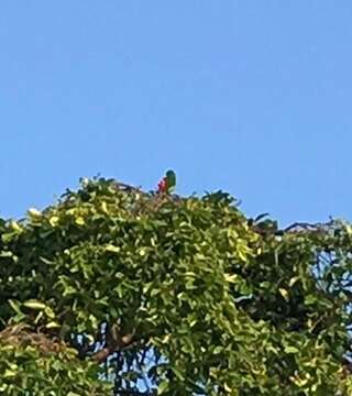 Image of Blue-crowned Hanging Parrot