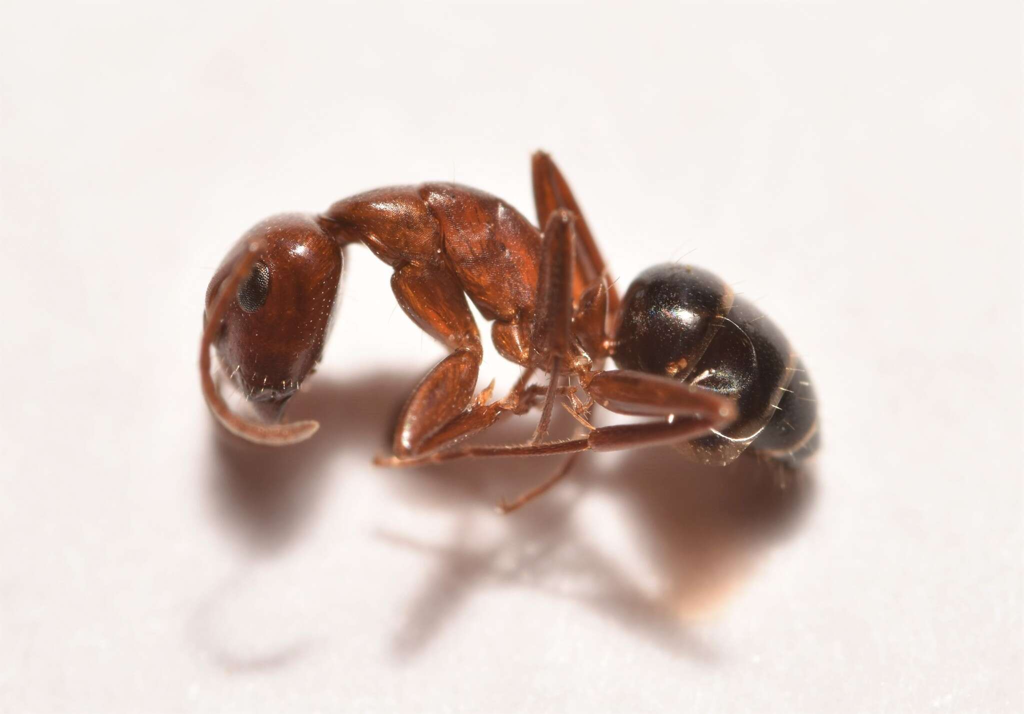 Image of Camponotus discolor (Buckley 1866)