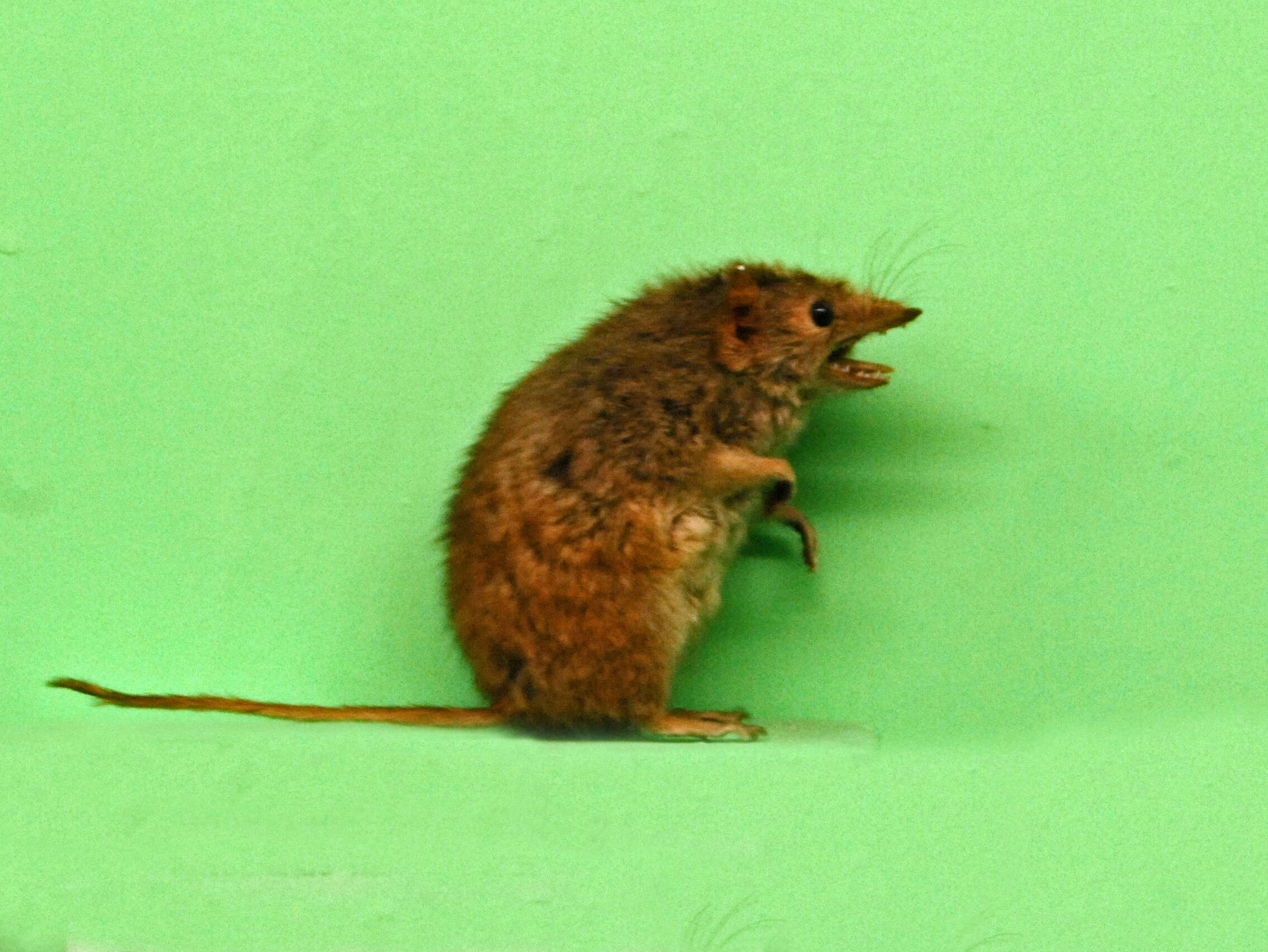 Image of Little Tasmanian Marsupial-mouse