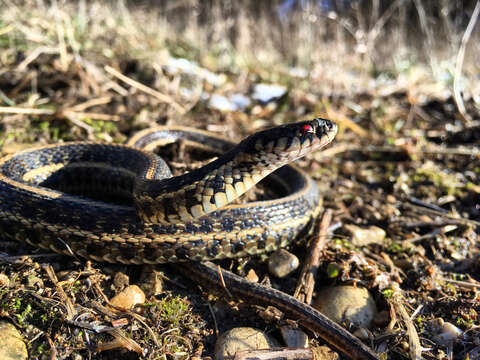 Image of Plains Garter Snake