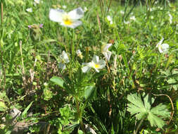 Image of American Field Pansy