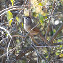 Image of Spot-breasted Thornbird