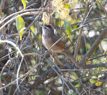 Image of Spot-breasted Thornbird