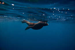 Image of Juan Fernández Fur Seal