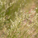 Image of bristleleaf lovegrass