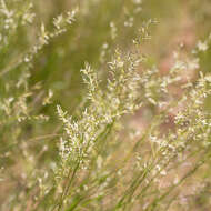Image of bristleleaf lovegrass