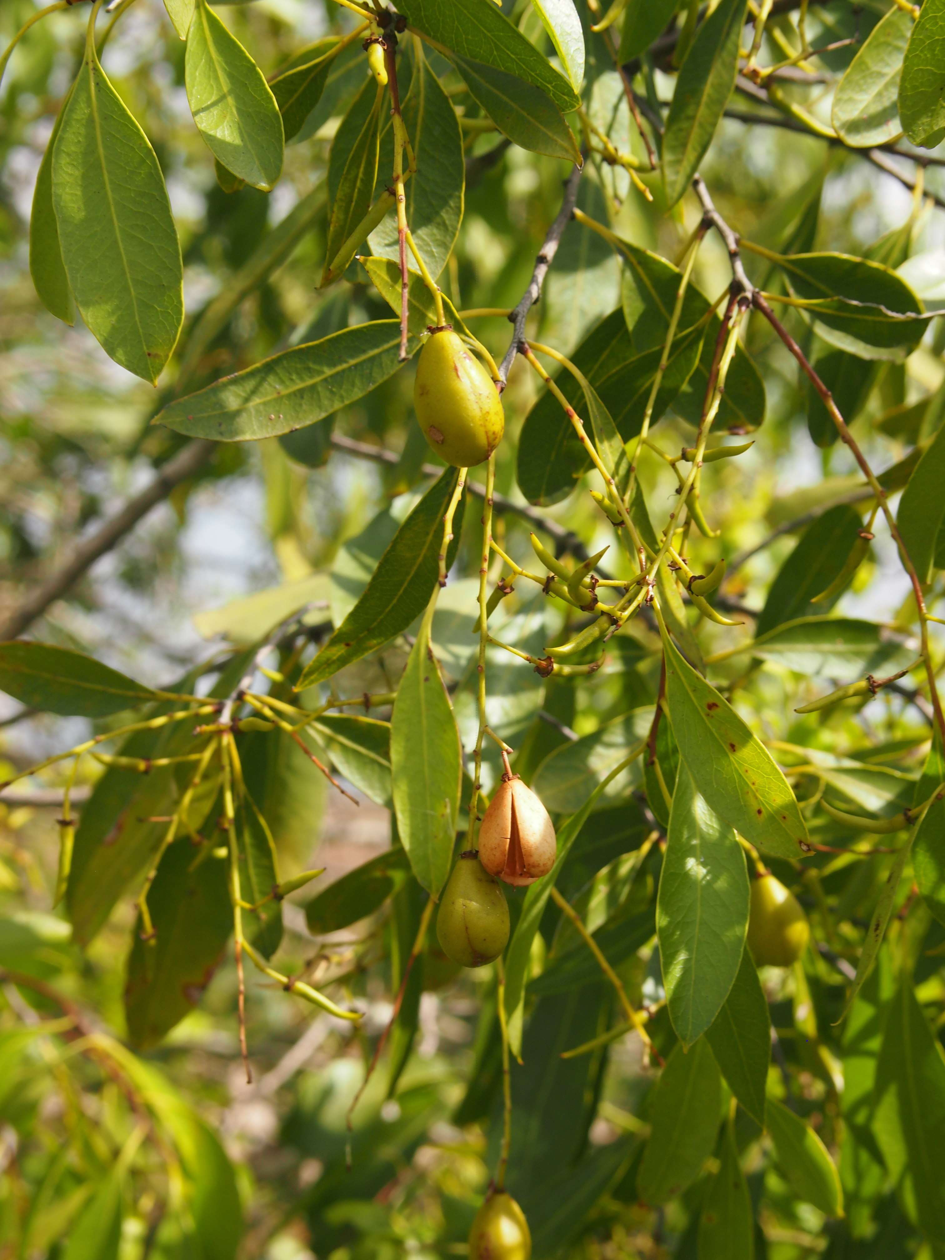 Image of Denhamia oleaster (Lindl.) F. Müll.