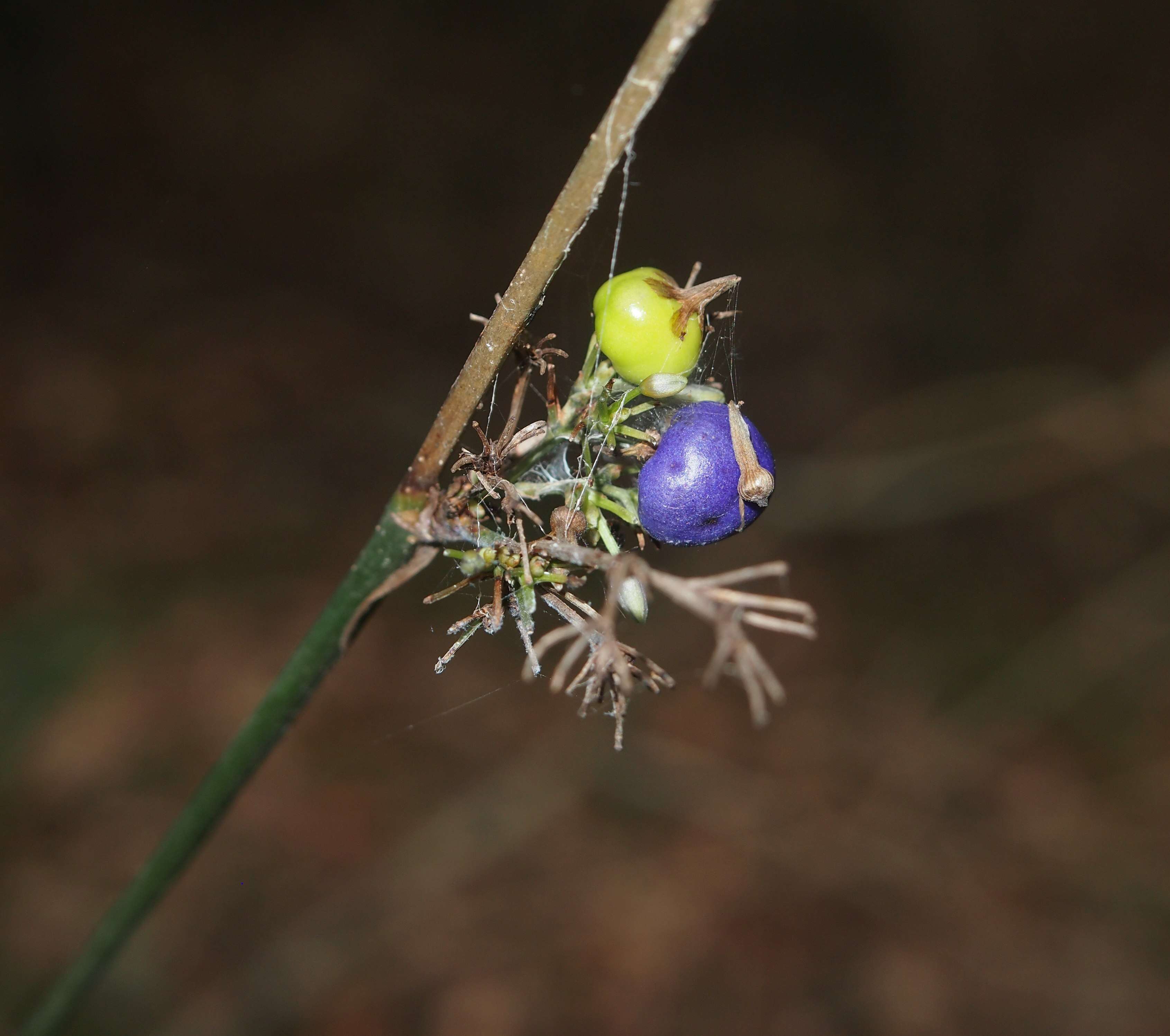 Image of cerulean flaxlily