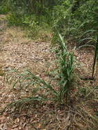 Image of cerulean flaxlily