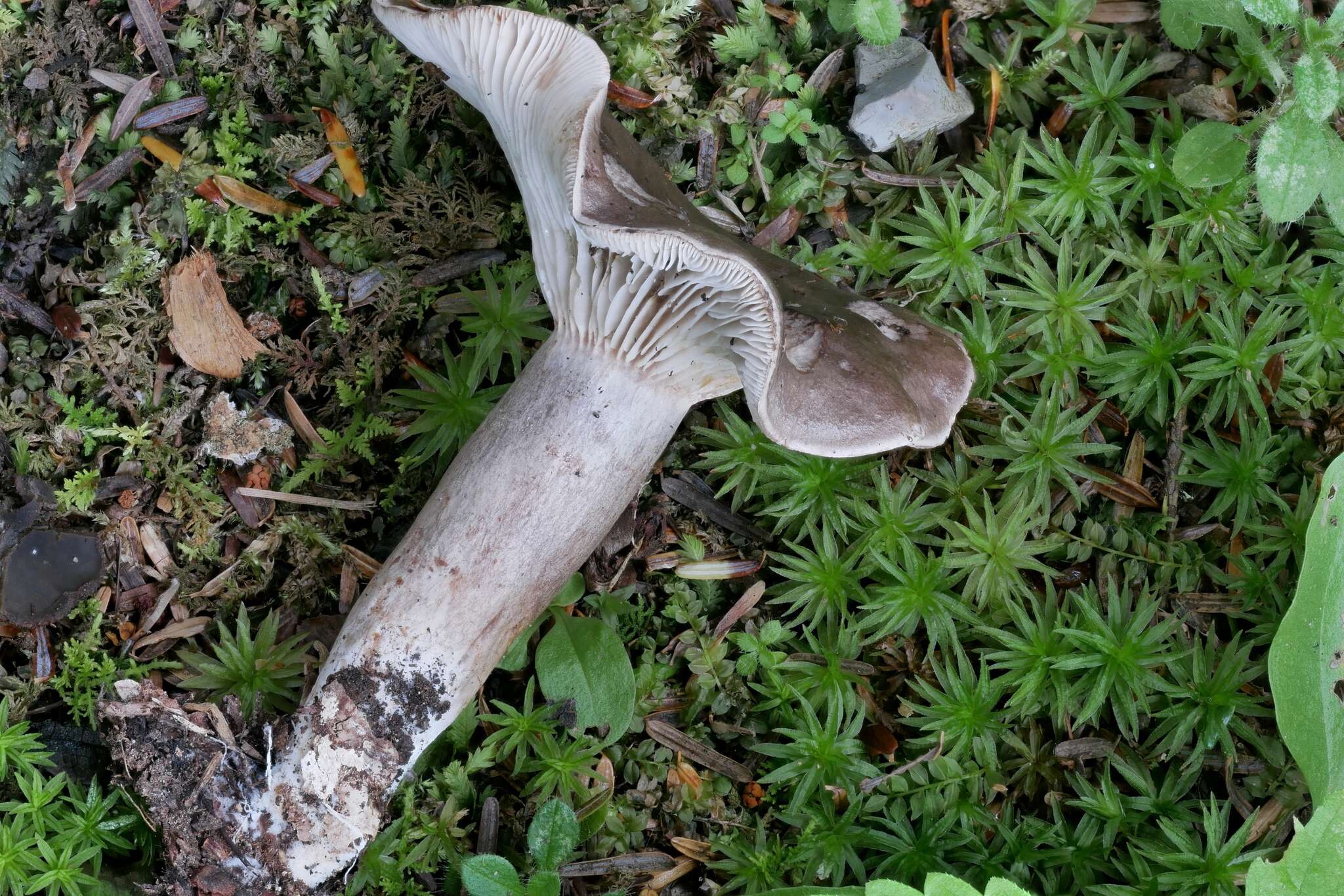 Image de Lactarius mucidus Burl. 1908