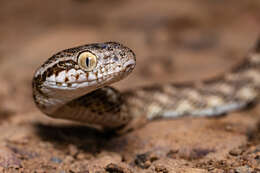 Image of Forsten's Cat Snake