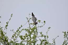 Image of White-bellied Go-away-bird