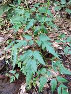 Слика од Daucus elegans (Webb ex Bolle) Spalik, Banasiak & Reduron