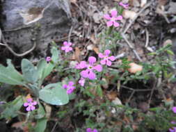 Image of Saponaria calabrica Guss.