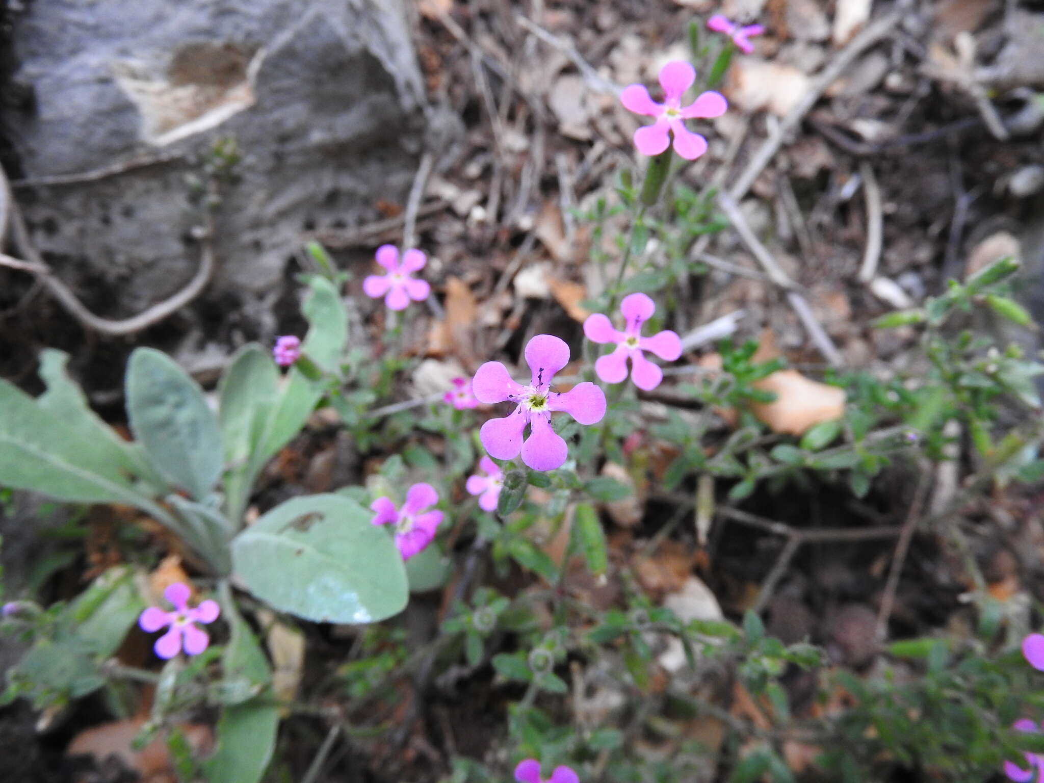 Image of Saponaria calabrica Guss.