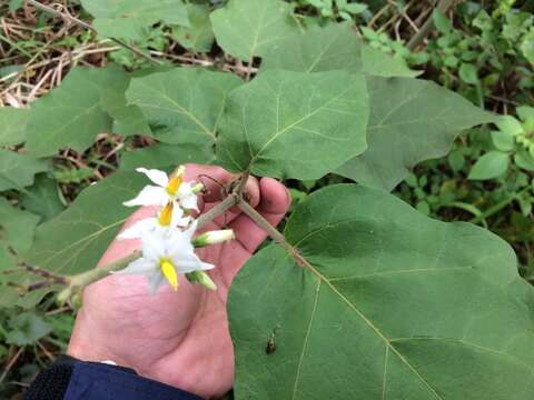 Imagem de Solanum torvum Swartz