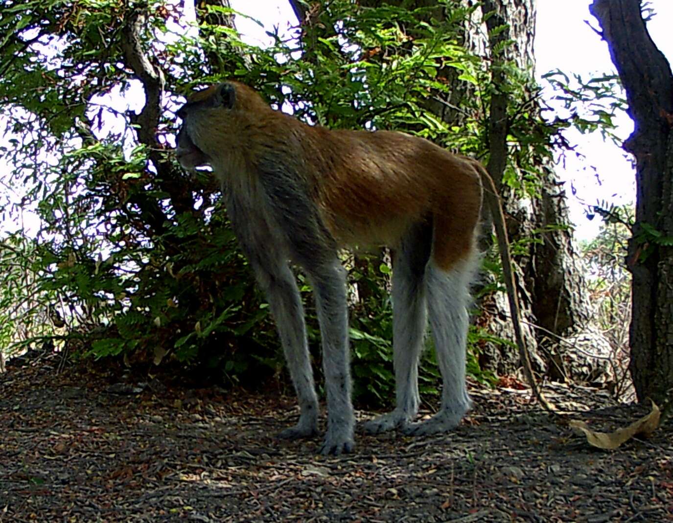 Слика од Erythrocebus patas patas (Schreber 1774)