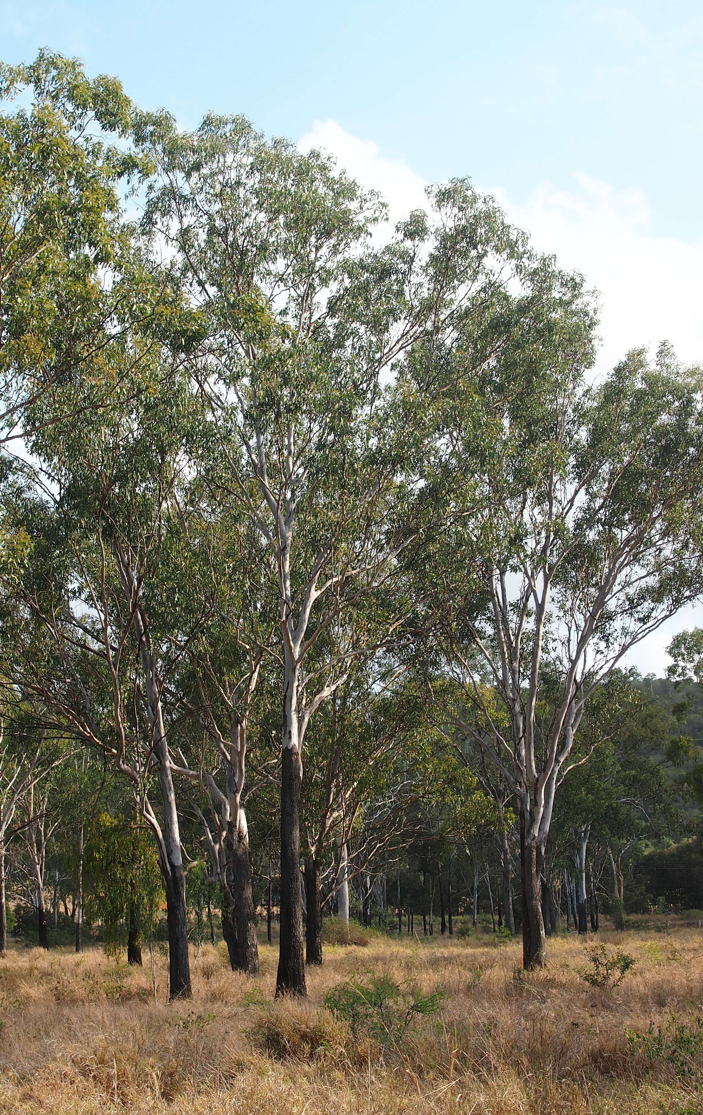 Image of Eucalyptus cambageana Maiden