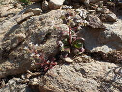 Imagem de Micranthes clusii (Gouan) Fern. Prieto, Vázquez, Vallines & Cires