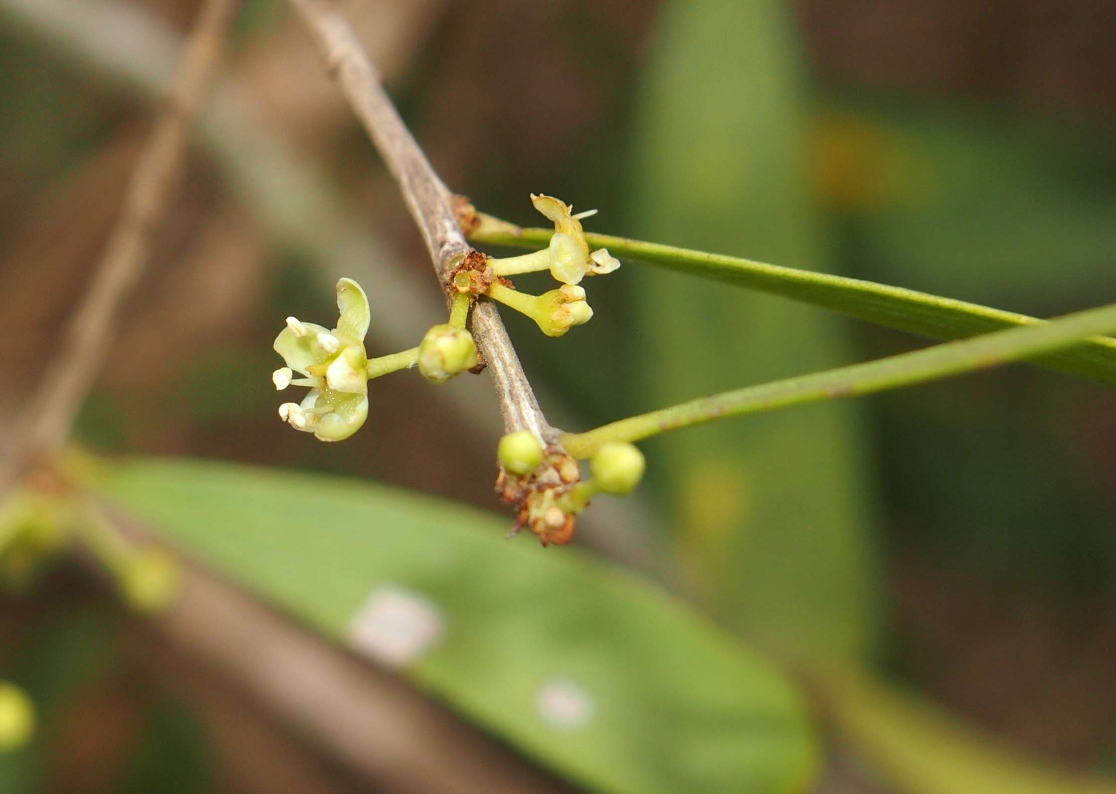 Image of Denhamia cunninghamii (Hook.) M. P. Simmons