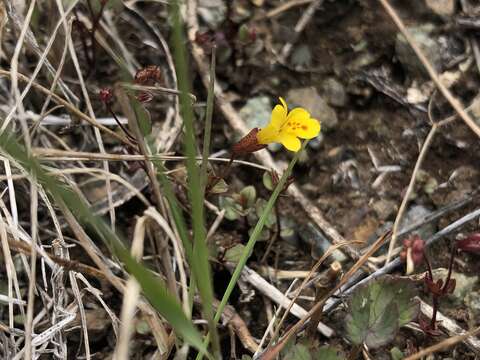 صورة Erythranthe serpentinicola