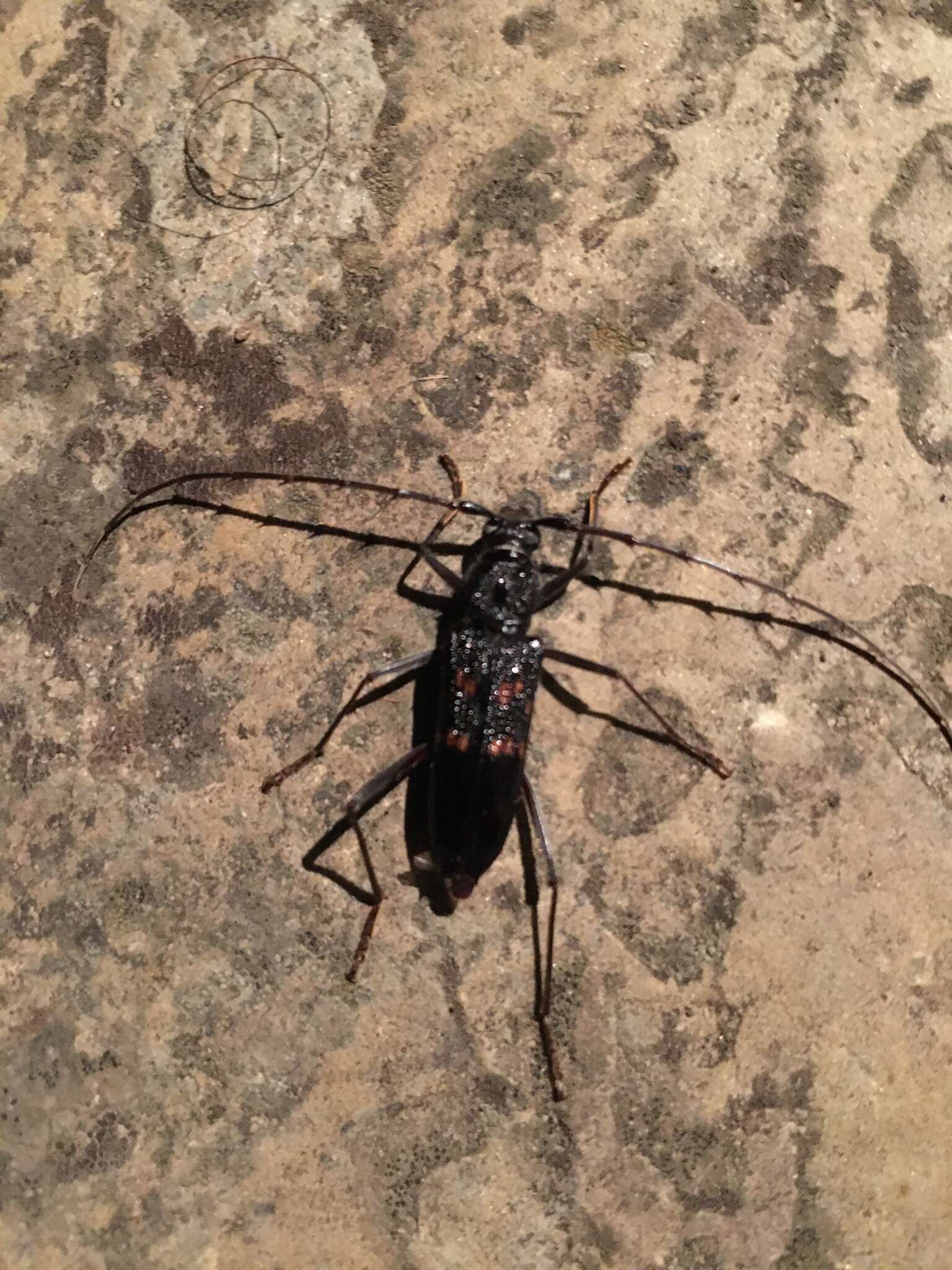 Image of Longicorn beetle