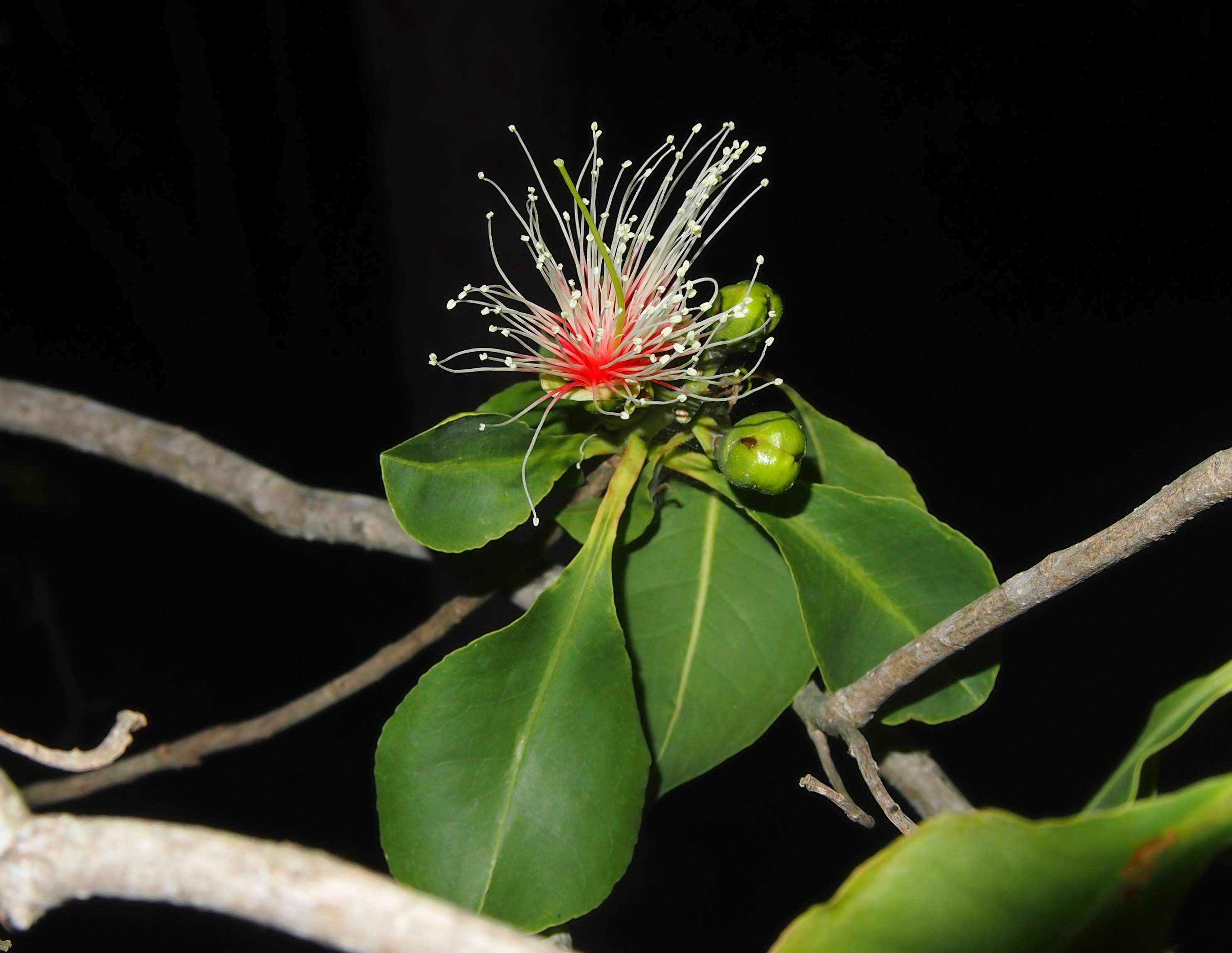 Image of Planchonia careya (F. Muell.) R. Knuth