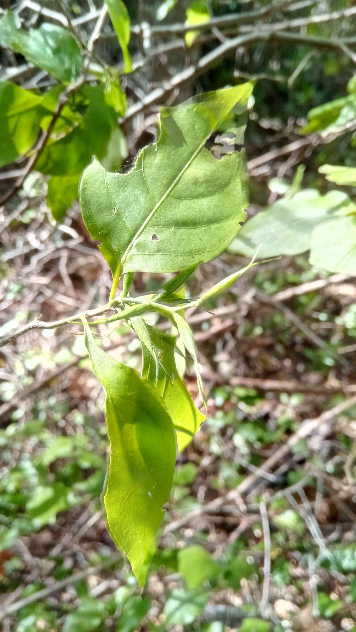 Hypoestes caudata Benoist resmi