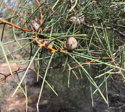 Image of Hakea mitchellii Meissn.