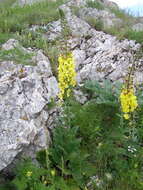 Image of Verbascum spectabile Bieb.