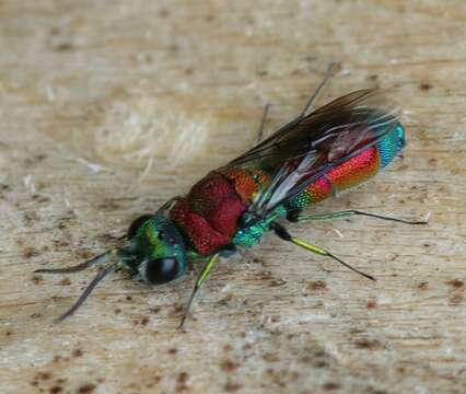 صورة Chrysis viridula L.